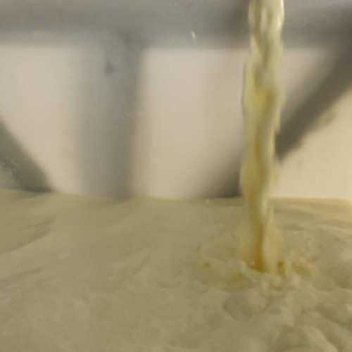 Le lait arrive fraîchement des trailleuses vers l'écrémeuse.