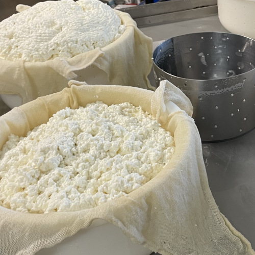 Une fois le caillé reposé, les fromages sont moulés à la main.